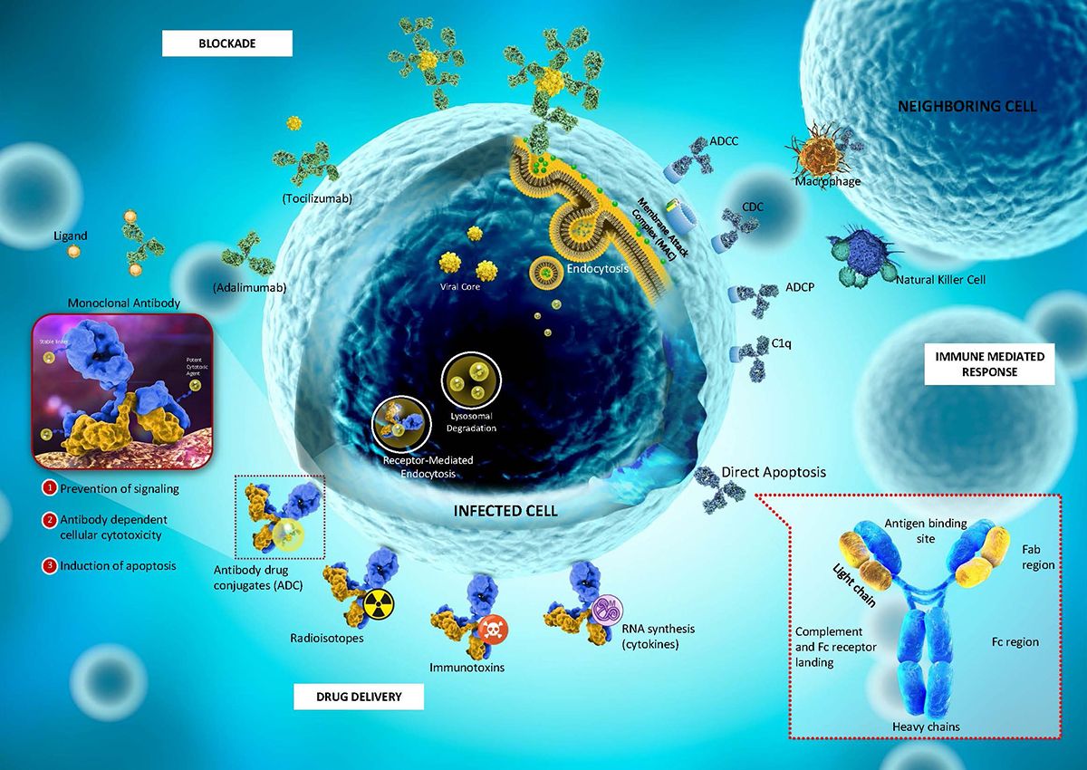 Combinations/ Antibody-Drug Conjugates