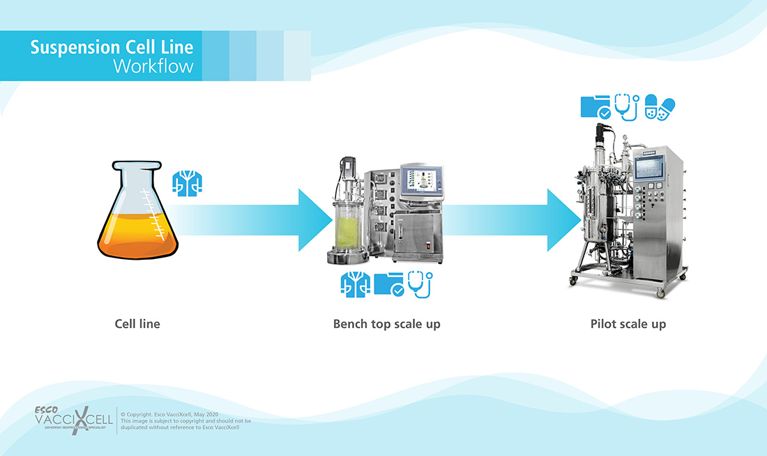 Suspension Cell Workflow